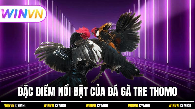 Tìm hiểu những đặc điểm nổi bật của đá gà tre Thomo