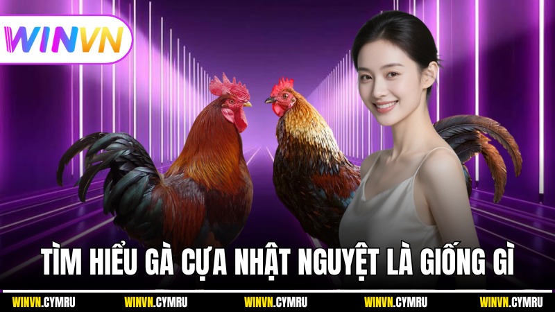 Tìm hiểu gà cựa Nhật Nguyệt là giống gì