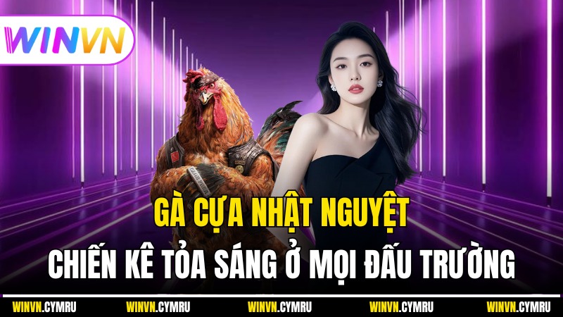 Gà Cựa Nhật Nguyệt – Chiến Kê Tỏa Sáng Ở Mọi Đấu Trường