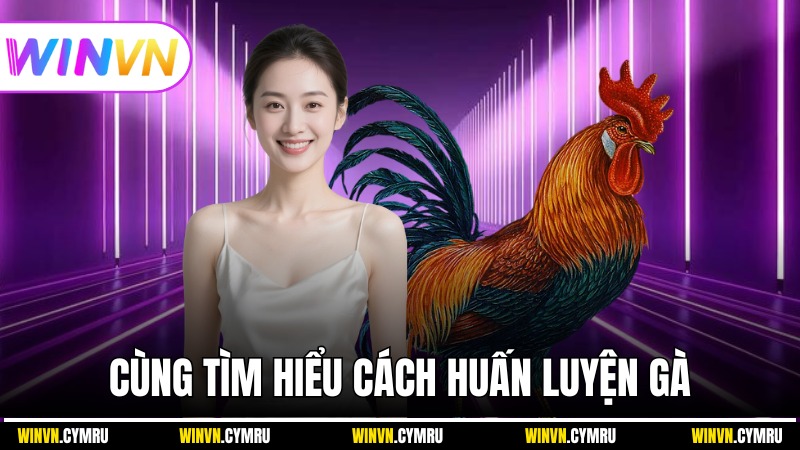 Cùng winvn tìm hiểu cách huấn luyện chiến kê này