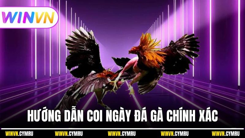 Hướng dẫn coi ngày đá gà chính xác