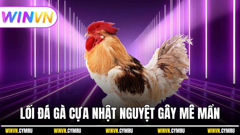 Lối đá của gà cựa Nhật Nguyệt có gì khiến dân cược mê mẩn?