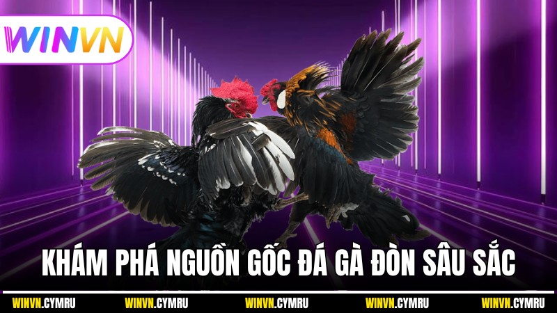 Khám phá nguồn gốc đá gà đòn sâu sắc